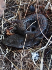 Elgaria multicarinata multicarinata