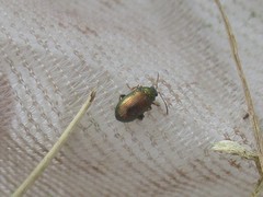 Crepidodera fulvicornis