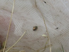 Crepidodera fulvicornis