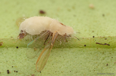 Entomophthoromycotina