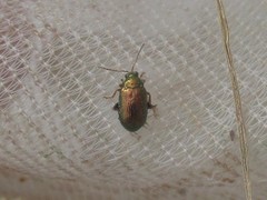 Crepidodera fulvicornis