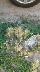 Distichlis distichophylla