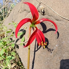Sprekelia formosissima