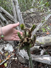 Leptocereus quadricostatus