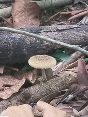 Lentinus