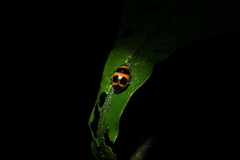 Alagoasa bipunctata