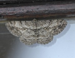 Psilalcis isombra