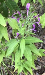 Hypoestes floribunda