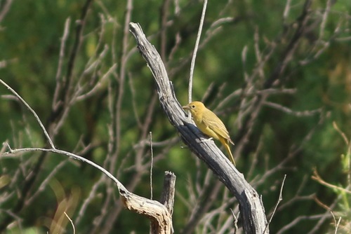 Summer Tanager