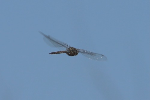 Blue-eyed Darner