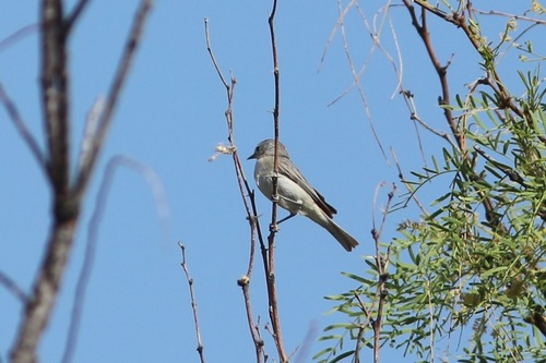 Lucy's Warbler