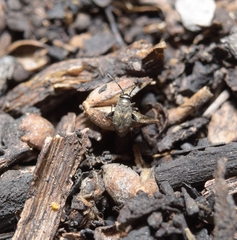 Spanagonicus albofasciatus