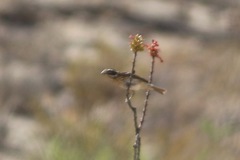 Pheucticus melanocephalus