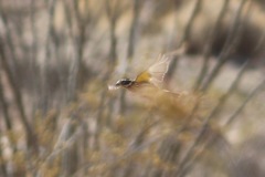 Pheucticus melanocephalus