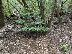 Chrysophyllum oliviforme