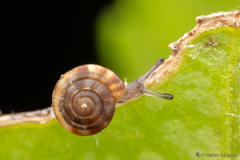 Stephanoda binneyana