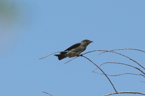 Olive-sided Flycatcher