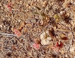 Eriogonum thurberi