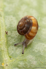 Stephanoda binneyana