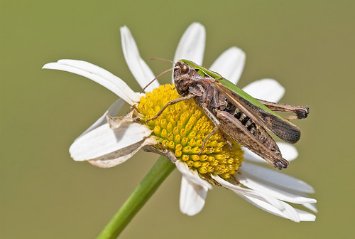 Woodland Grasshopper, photo 5 of 10