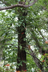 Syngonium angustatum