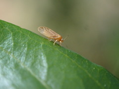 Euglyptoneura