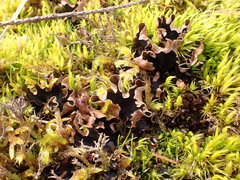 Peltigera hymenina