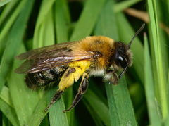 Andrena nitida