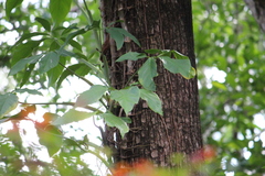 Syngonium angustatum