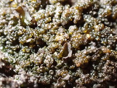 Blennothallia fecunda