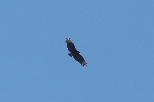 Black Vulture