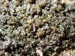 Blennothallia fecunda