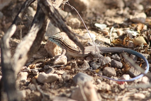 Little Striped Whiptail