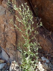 Pseudoconyza