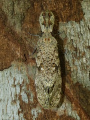 Fulgora laternaria