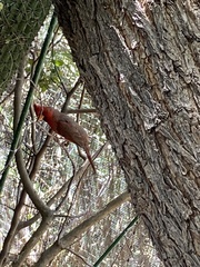 Cardinalis