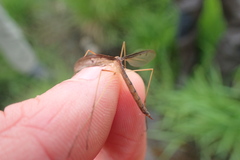 Tricyphona