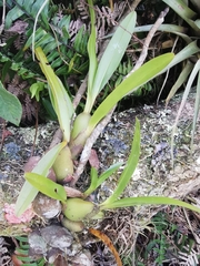 Epidendreae