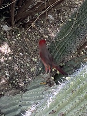 Cardinalis