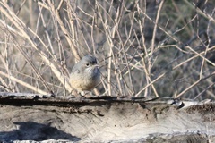 Pachycephala rufiventris