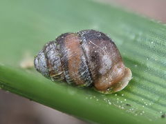 Vertigo moulinsiana