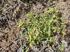 Spergularia tasmanica