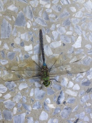 Anax guttatus