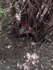 Cardinalis