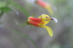Lobelia laxiflora