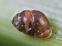 Vertigo moulinsiana