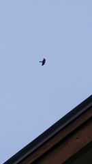 Ictinia mississippiensis