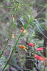 Lobelia laxiflora