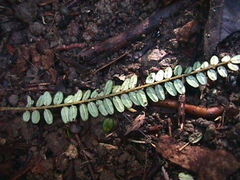 Sophora chathamica