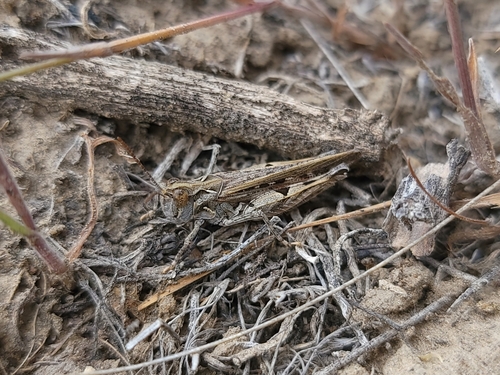 Brown-spotted Range Grasshopper photo 5
